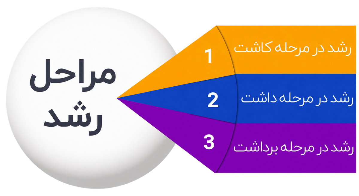 هک رشد کسب و کار